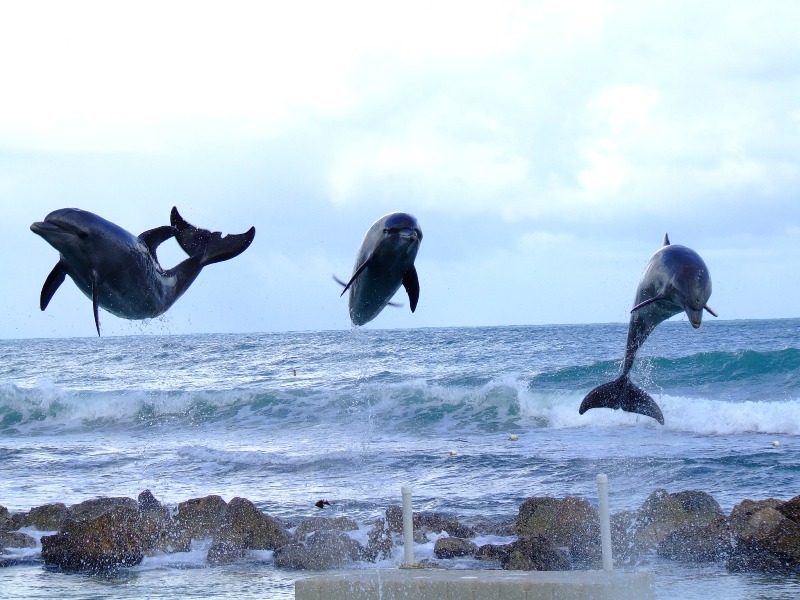 Купание и катание на дельфинах, Дельфиний залив , Ямайка ( Swimming with dolphins, Dolphin Cove Rios Jamaica) 